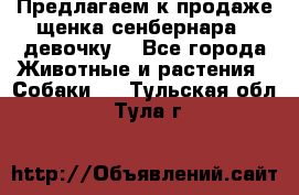 Предлагаем к продаже щенка сенбернара - девочку. - Все города Животные и растения » Собаки   . Тульская обл.,Тула г.
